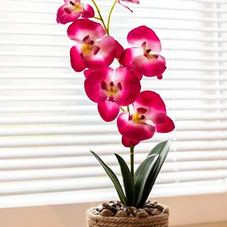 Appartement Petra Heritage Split